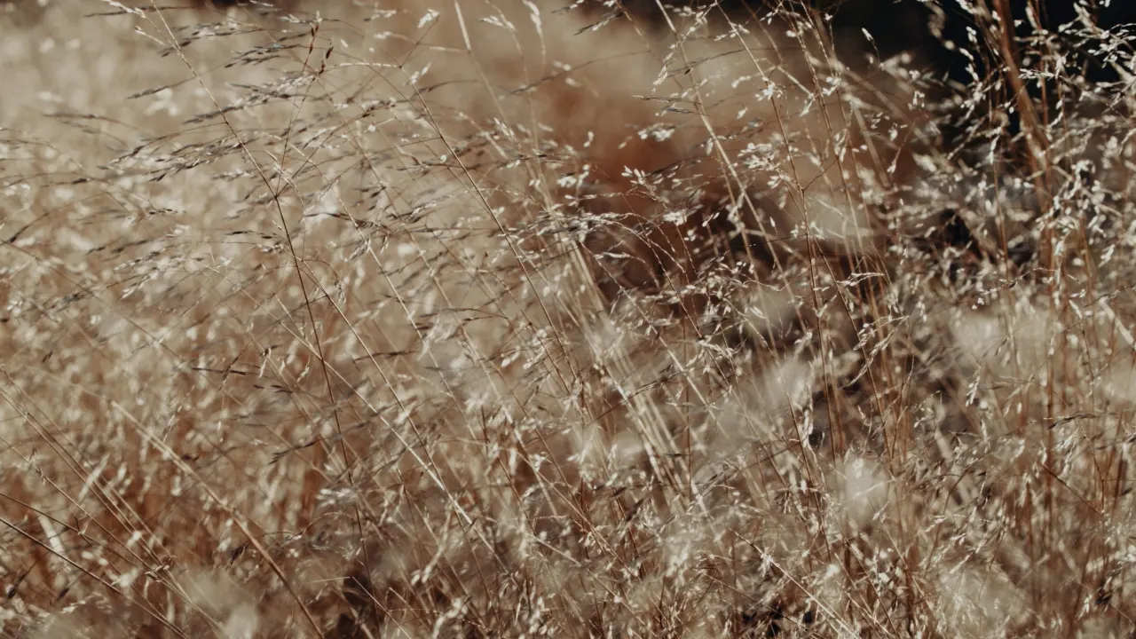 RUTA — still 20 shot by Ronaldas Buožis
