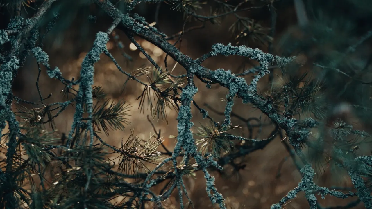 RUTA — still 26 shot by Ronaldas Buožis