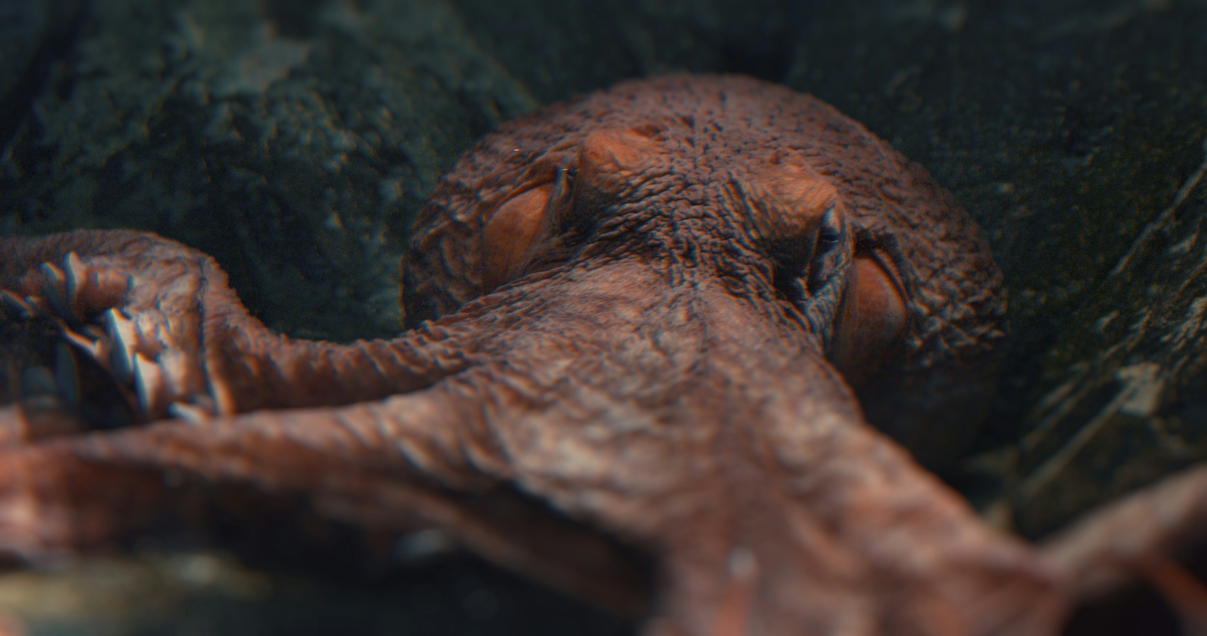 Date with an Octopus — still 1 shot by Ronaldas Buožis